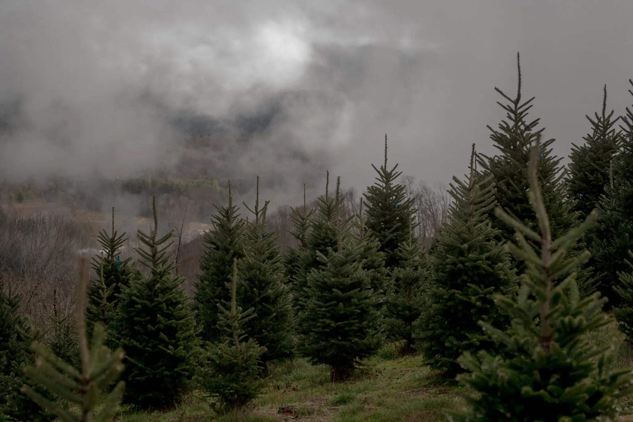 Від картоплі до Tesla: експортери борються за вплив на тарифну політику Трампа